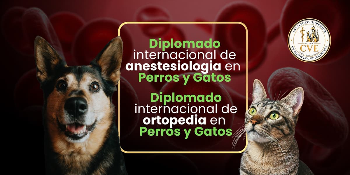 Cursos destacados